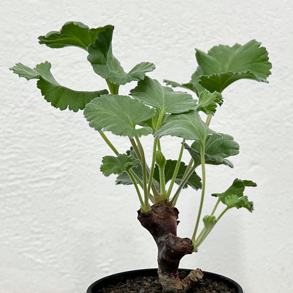 園芸ネット本店｜ペラルゴニウム：ミラビレ（挿し木）2.5号鉢植え の