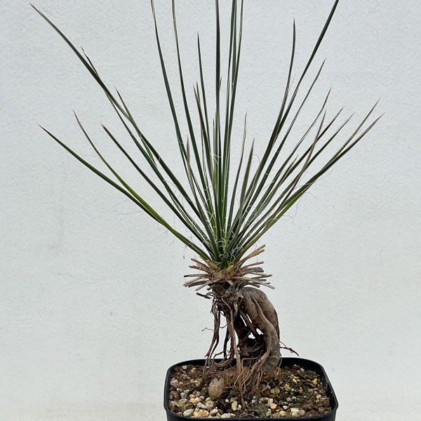 園芸ネット本店｜ユッカ：エラータ（根上がり仕立て） 4号鉢植え の