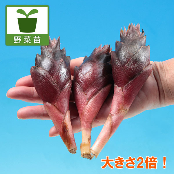 園芸ネット本店｜ミョウガ：ジャンボみょうが3.5号ポット 2株セット の