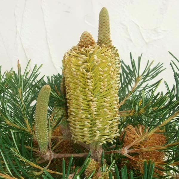 園芸ネット本店｜[ザ・ファームセレクト]バンクシア：バースデイ