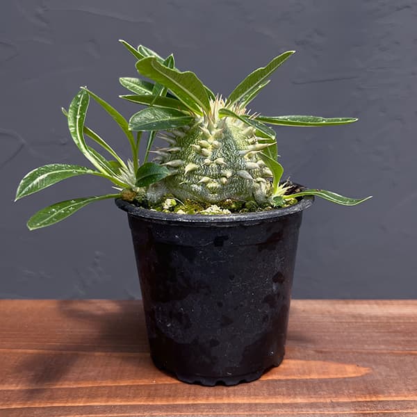 園芸ネット本店｜[ザ・ファームセレクト]パキポディウム：ブレビカウレ