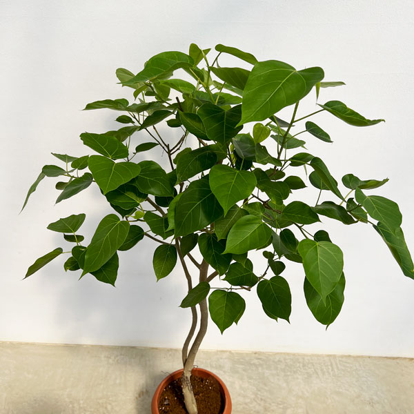 園芸ネット本店｜フィカス：ランフィー（ルンフィー）8号鉢植え の通販