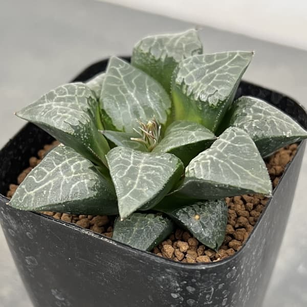 園芸ネット本店｜ハオルチア：コレクタ交配 氷河 2.5号鉢植え の通販