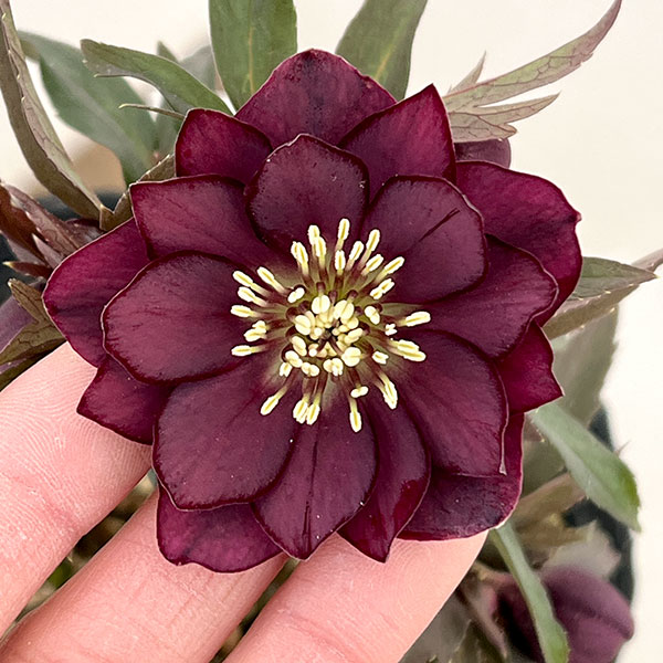 園芸ネット本店｜若泉ファームさんのクリスマスローズ：26-23ダブル