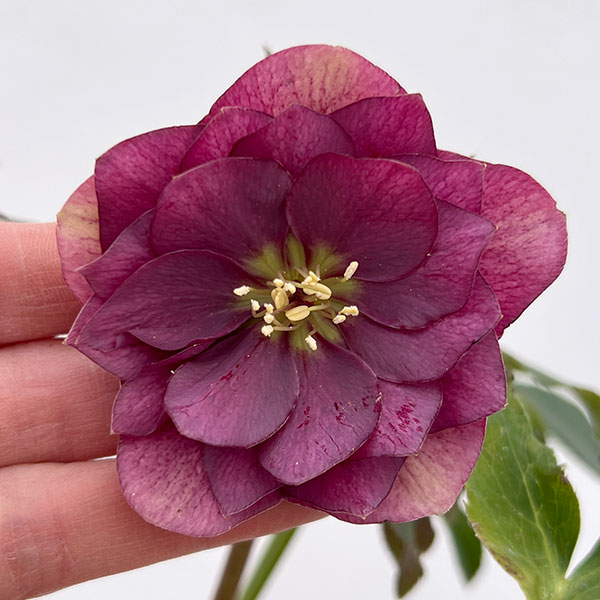 園芸ネット本店｜細川さんのクリスマスローズ：ダブル26-23／4号ポット