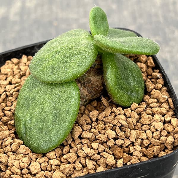 園芸ネット本店｜チレコドン：エクティプス 2.5号鉢植え の通販【公式】