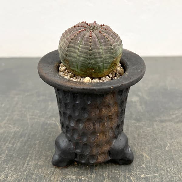 園芸ネット本店｜ユーフォルビア：オベサ 3号陶器鉢植え26-01 の通販