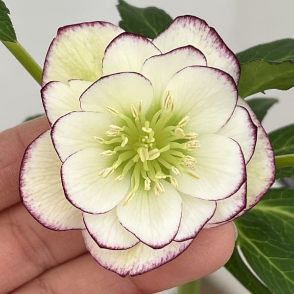 園芸ネット本店｜クリスマスローズ：セレクトダブル26-104／1.5Lポット