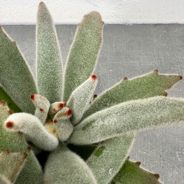 園芸ネット本店｜カランコエ：パンダうさぎ 3号ポット の通販【公式】