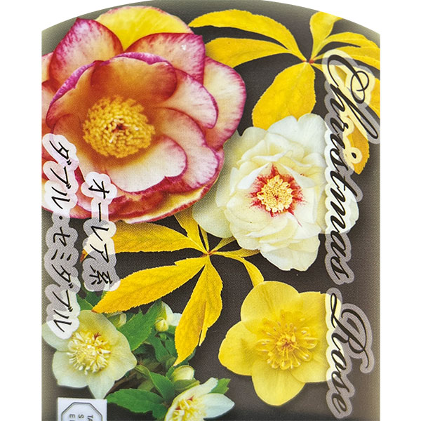 園芸ネット本店｜高正園さんのクリスマスローズ：ダブル・セミダブル