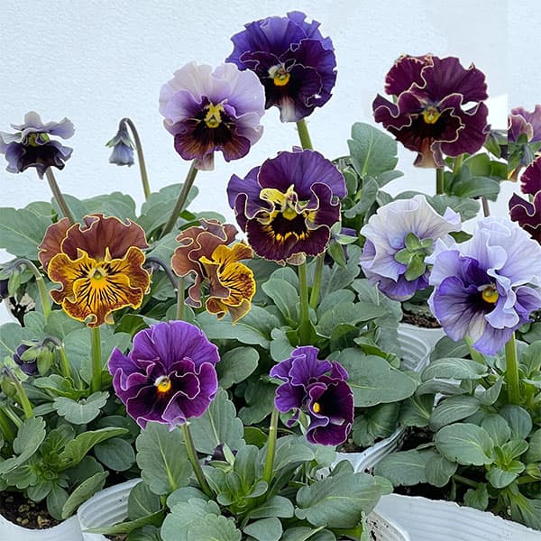 園芸ネット本店｜パンジー：フェデネージュ ムーンライト 3-3.5号