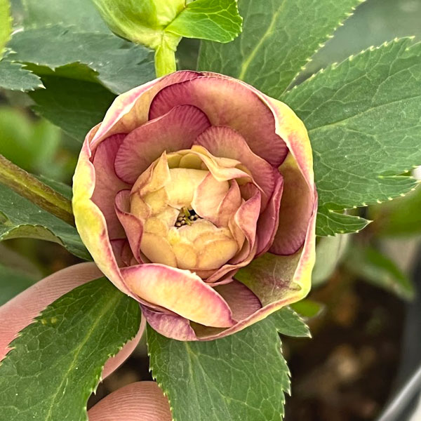 園芸ネット本店｜加藤農園さんのクリスマスローズ：26-11ダブル／4.5号