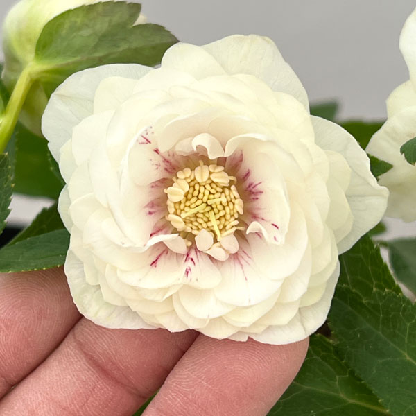 園芸ネット本店｜加藤農園さんのクリスマスローズ：26-21ダブル／4.5号