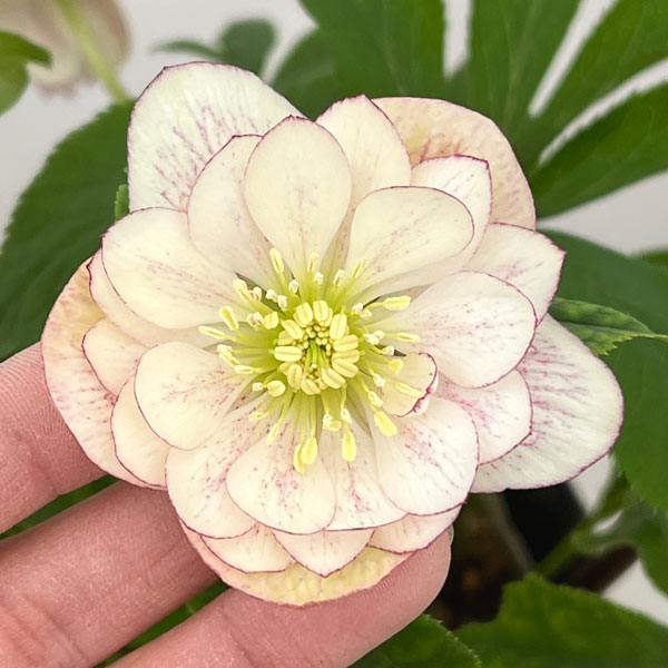 園芸ネット本店｜加藤農園さんのクリスマスローズ：26-24ダブル／4.5号