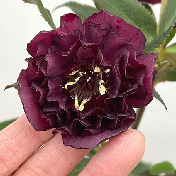 園芸ネット本店｜加藤農園さんのクリスマスローズ：26-17ダブル／4.5号