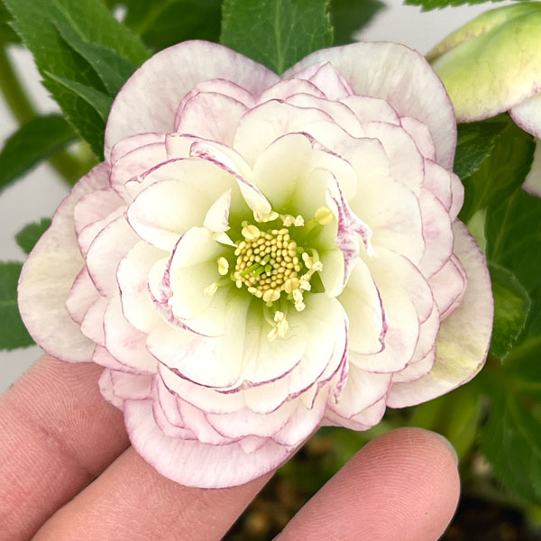 園芸ネット本店｜加藤農園さんのクリスマスローズ：26-18ダブル／4.5号