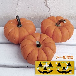 園芸ネット本店｜ハロウィン用おもちゃかぼちゃ：オータムオレンジ2L