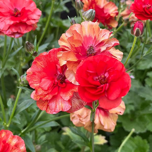 園芸ネット本店｜ラナンキュラス：ラックス ハデス3.5-4号ポット の