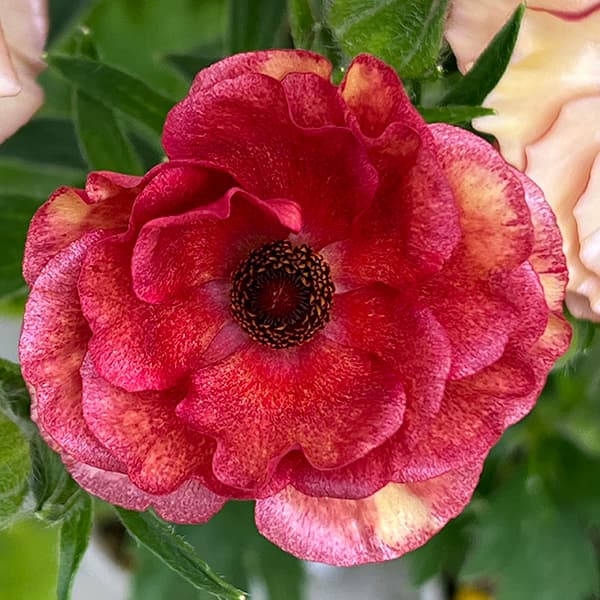 園芸ネット本店｜ラナンキュラス：サラセレネ イパリオン3.5-4号ポット