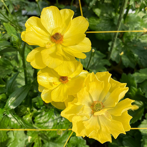 園芸ネット本店｜ラナンキュラス：ラックス ピュタロス5号鉢植えカゴ