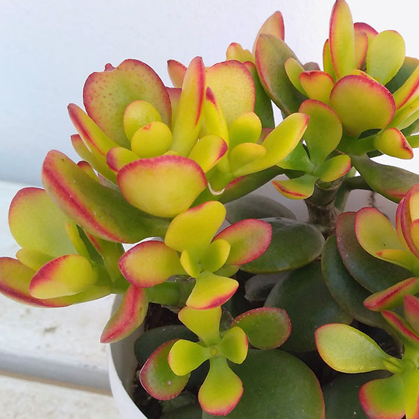 園芸ネット本店｜金のなる木（花月・カゲツ) ：姫黄金花月 3.5号ポット