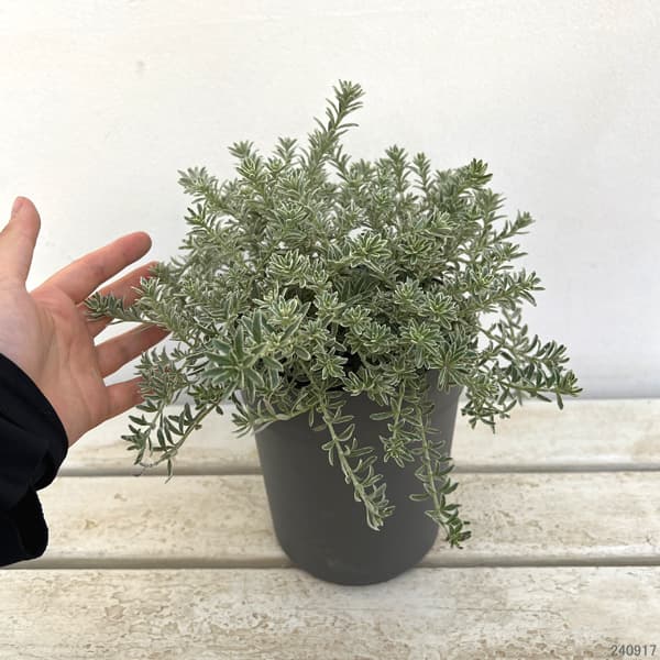 園芸ネット本店｜ウエストリンギア：スモーキーホワイト5号ポット の