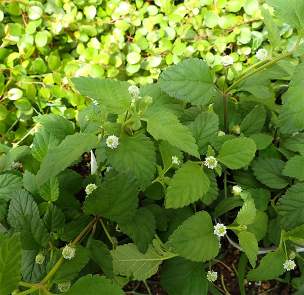 園芸ネット本店｜メキシカンスイートハーブ 3.5号ポット（リッピア