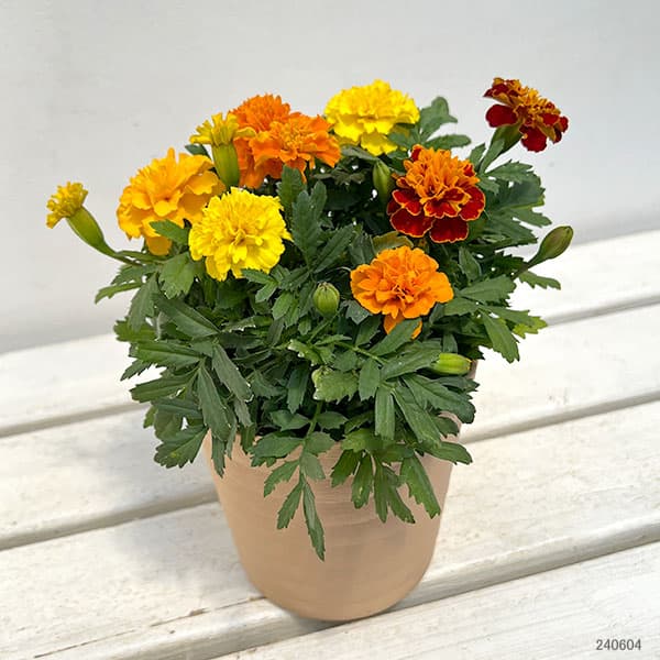 園芸ネット本店｜マリーゴールド ：ホットパック花色ミックス4.5号