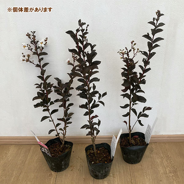 園芸ネット本店｜サルスベリ（百日紅）：ブラックパール ホワイト5号