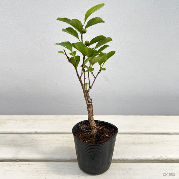 園芸ネット本店｜ツルウメモドキ 2.5号ポット の通販【公式】