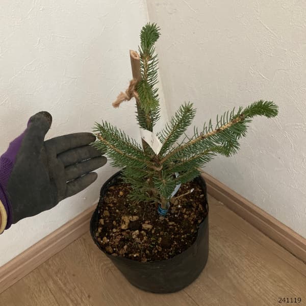 園芸ネット本店｜カナダトウヒ：ペンデュラ7号ポット の通販【公式】