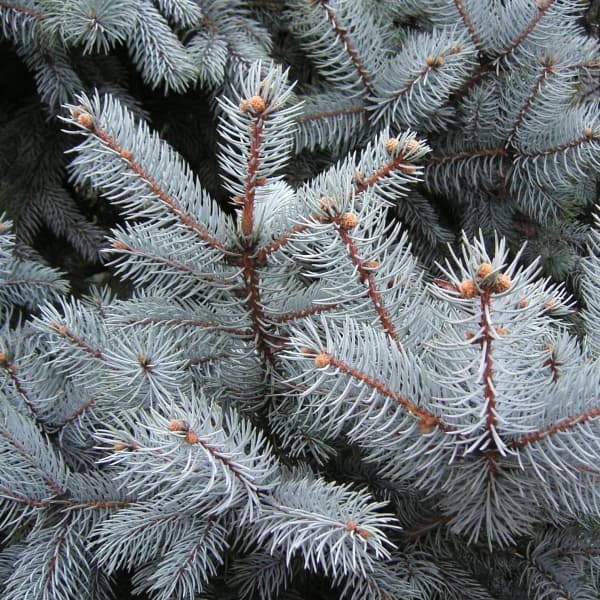 園芸ネット本店｜[送料無料]ピセアプンゲンス（プンゲンストウヒ