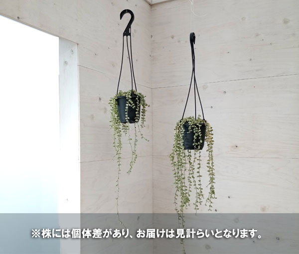 園芸ネット本店｜ディスキディア：ヌンムラリア・バリエガータ 4号吊鉢