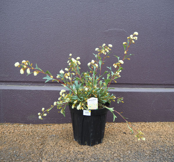 園芸ネット本店｜グレビレア：シナフェア4号ポット の通販【公式】