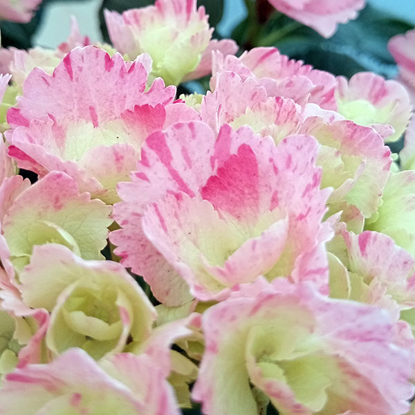 園芸ネット本店｜アジサイ：スプラッシュ（ピンク） 5号鉢植え の通販