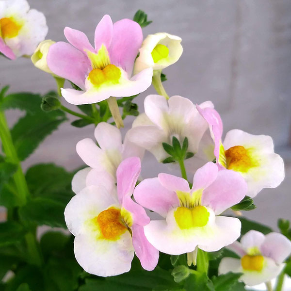 園芸ネット本店｜ネメシア：レモンパイ3.5号ポット の通販【公式】