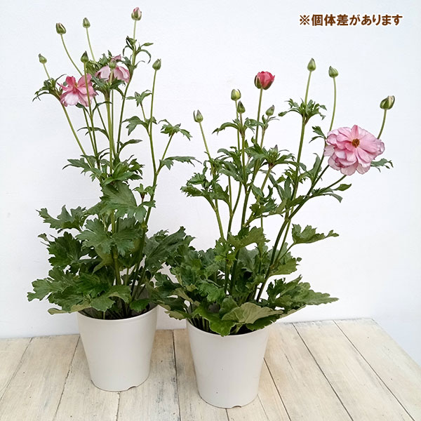 園芸ネット本店｜ラナンキュラス：ラックス リュキア5号鉢（開花終了株