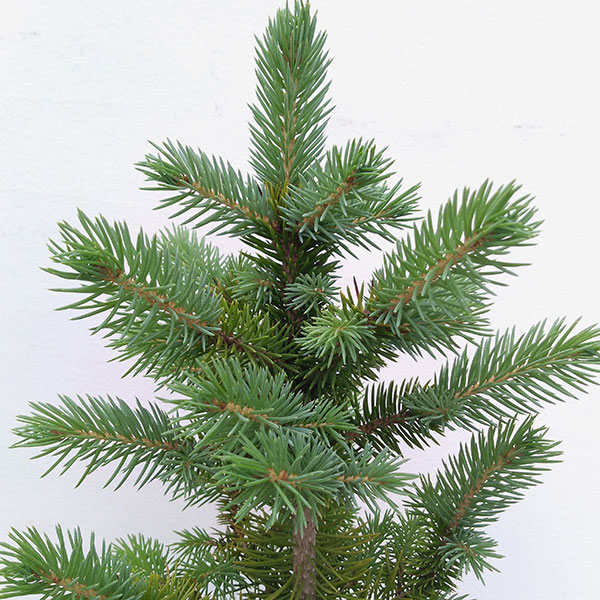 園芸ネット本店｜ピセア プンゲンス（プンゲンストウヒ）スーパー