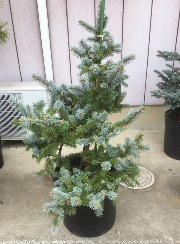 園芸ネット本店｜[送料無料]ピセアプンゲンス（プンゲンストウヒ