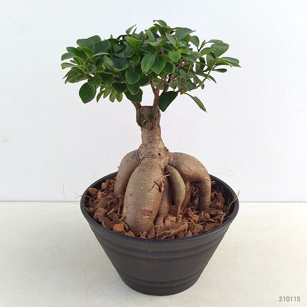 園芸ネット本店｜ガジュマル盆栽仕立て 7号鉢植え の通販【公式】