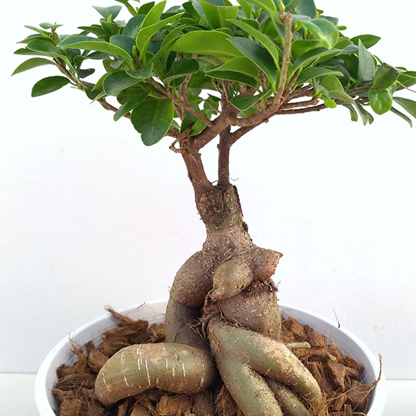 園芸ネット本店｜ガジュマル盆栽仕立て 7号鉢植え の通販【公式】