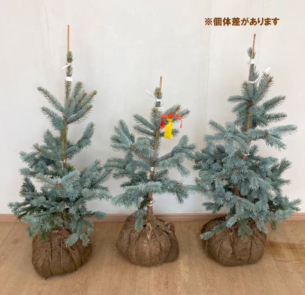 園芸ネット本店｜ピセアプンゲンス（プンゲンストウヒ）：ホプシー