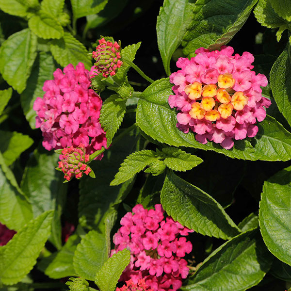 園芸ネット本店｜[26年4月下旬予約]ランタナ：ランタナンテ コンパクト