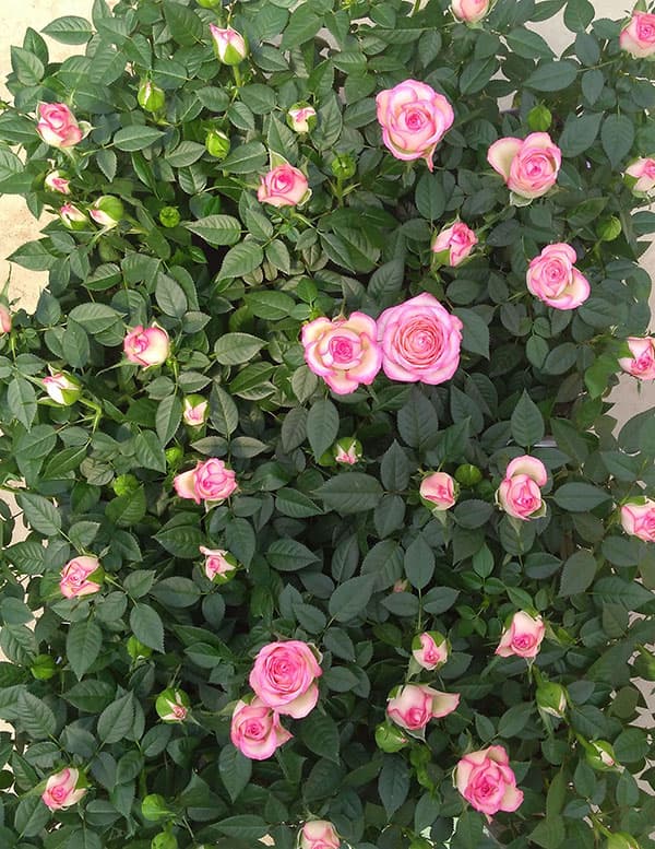 園芸ネット本店｜ミニバラ：カルーセル・コルダーナ3-3.5号ポット の