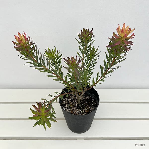 園芸ネット本店｜[ザ・ファームセレクト]リューカデンドロン：エイミー