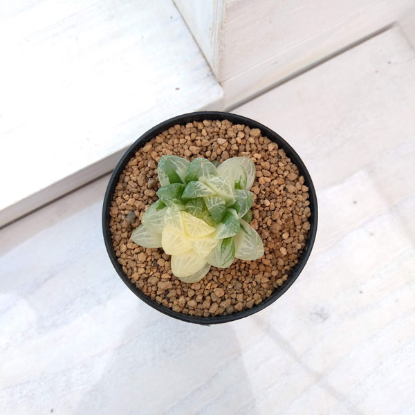 園芸ネット本店｜希少ハオルチア：オブツーサ錦（極上斑） 2.5号22-02