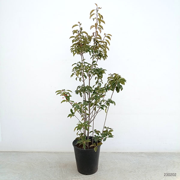 園芸ネット本店｜ソヨゴ：株立ち（寄せ株） メス木8号 高さ130cm の