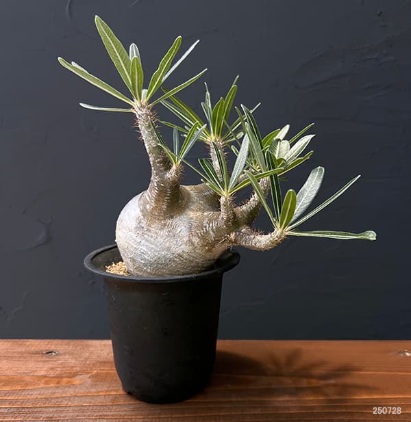 園芸ネット本店｜パキポディウム：グラキリス（多分枝・発根済み株）4