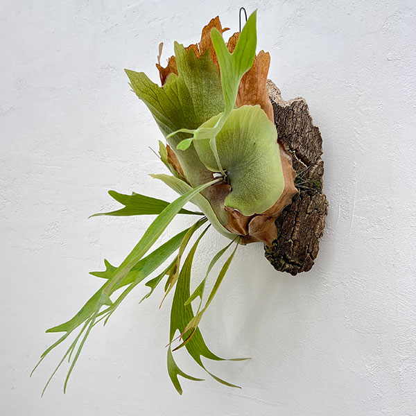 園芸ネット本店｜[送料無料]（わけあり特価）ビカクシダ（コウモリラン