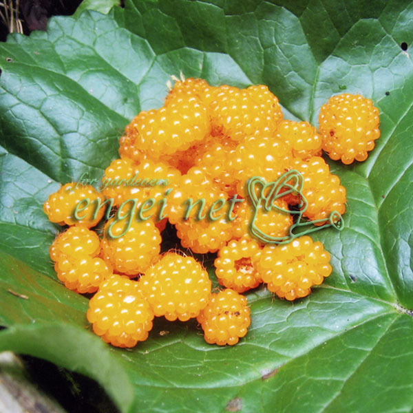 園芸ネット本店｜日本の木いちご（キイチゴ）：モミジイチゴ 3号ポット